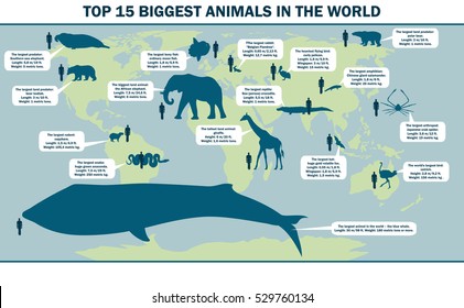 largest animals in the world