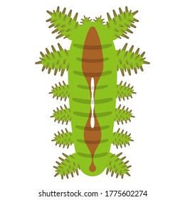 Illustration of larva of Iraga
