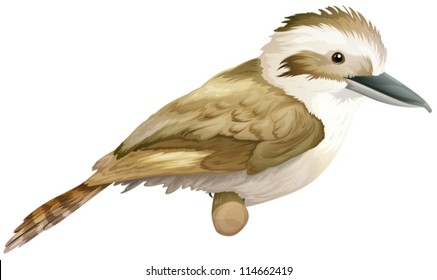 Illustration of a laughing kookaburra - Dacelo (genus)