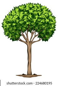 Illustration of a Laurus nobilis tree on a white background 