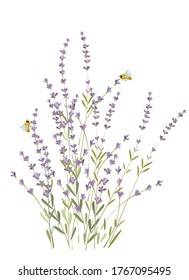 Illustration of lavender and bee