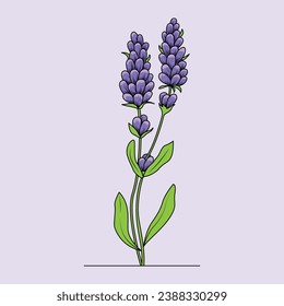 The Illustration of Lavender Flower