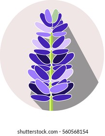 illustration of a lavender flower