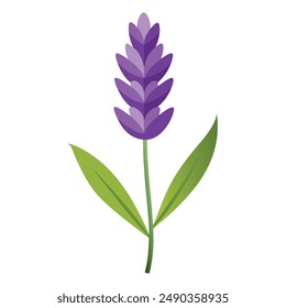 Ilustración de flor de lavanda aislada en blanco