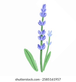 Illustration of a Lavender Plant with Purple Flowers and Green Stems, A Classic Symbol of Relaxation 