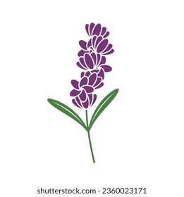 ilustración de lavanda, un tipo de flor aromática.