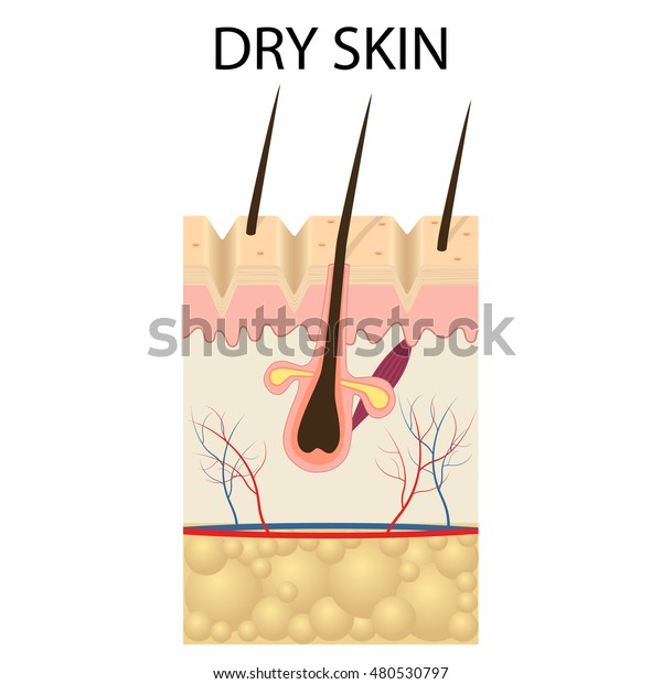 Illustration Layers Dry Skin On White Stock Vector (Royalty Free ...