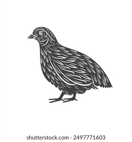 illustration of laying quail, vector art.