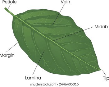 Ilustración de diagrama de anatomía de la hoja - Vector