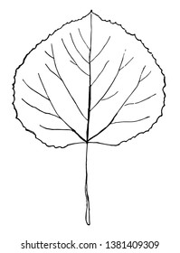 An illustration of a leaf of Aspen tree. It is slightly heart shaped, simple and the edges are sharp toothed, vintage line drawing or engraving illustration.