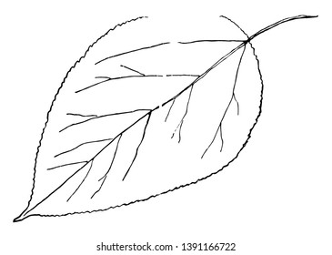 An illustration of a leaf of Aspen tree. It is slightly heart shaped , simple and the edges are sharp toothed, vintage line drawing or engraving illustration.