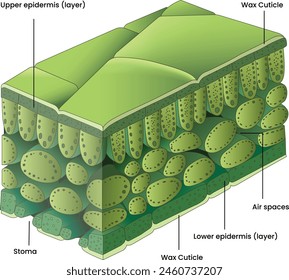 Illustration of a leaf cross section diagram - Vector
