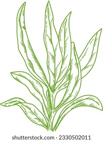 Illustration of leaf drawing and sketchand vector.