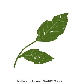 Illustration of a leaf with holes,leaves infected with pests, leaves eaten by caterpillars, vector of plants with holes bitten by insects