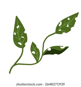 Illustration of a leaf with holes,leaves infected with pests, leaves eaten by caterpillars, vector of plants with holes bitten by insects