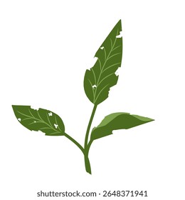 Illustration of a leaf with holes,leaves infected with pests, leaves eaten by caterpillars, vector of plants with holes bitten by insects