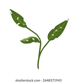 Illustration of a leaf with holes,leaves infected with pests, leaves eaten by caterpillars, vector of plants with holes bitten by insects