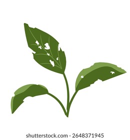 Illustration of a leaf with holes,leaves infected with pests, leaves eaten by caterpillars, vector of plants with holes bitten by insects