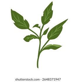 Illustration of a leaf with holes,leaves infected with pests, leaves eaten by caterpillars, vector of plants with holes bitten by insects