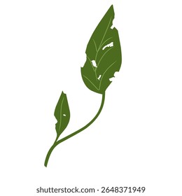 Illustration of a leaf with holes,leaves infected with pests, leaves eaten by caterpillars, vector of plants with holes bitten by insects