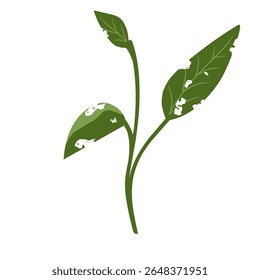 Illustration of a leaf with holes,leaves infected with pests, leaves eaten by caterpillars, vector of plants with holes bitten by insects