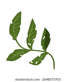 Illustration of a leaf with holes,leaves infected with pests, leaves eaten by caterpillars, vector of plants with holes bitten by insects