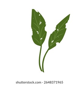 Illustration of a leaf with holes,leaves infected with pests, leaves eaten by caterpillars, vector of plants with holes bitten by insects