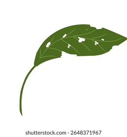 Illustration of a leaf with holes,leaves infected with pests, leaves eaten by caterpillars, vector of plants with holes bitten by insects