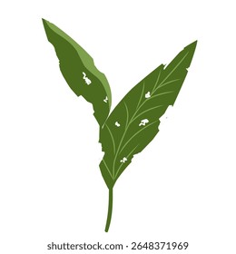 Illustration of a leaf with holes,leaves infected with pests, leaves eaten by caterpillars, vector of plants with holes bitten by insects