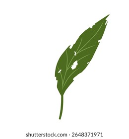 Illustration of a leaf with holes,leaves infected with pests, leaves eaten by caterpillars, vector of plants with holes bitten by insects