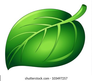 Illustration of a leaf on white