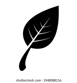 a illustration of leaf on white background.