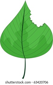 illustration of leaf on a white background