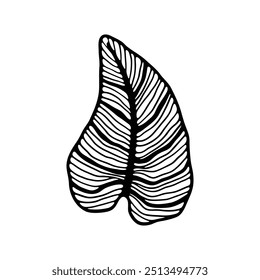 illustration of a leaf with prominent veins.