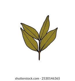 Illustration of leaf shoots isolated on white background. Design elements of leaf shoots. Vector illustration. 