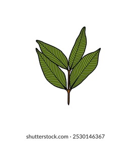 Illustration of leaf shoots isolated on white background. Design elements of leaf shoots. Vector illustration. 