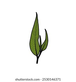 Illustration of leaf shoots isolated on white background. Design elements of leaf shoots. Vector illustration. 