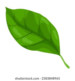 Ilustração de folha. Folhagem estilizada de primavera ou verão.