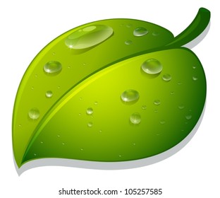illustration of a leaf and water drops on a white background