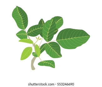 illustration of a leaf and water drops on a white background. indonesian plant.