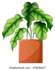 Illustration of a leafy green ornamental plant on a white background