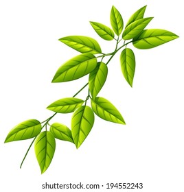 Illustration of a leafy plant on a white background