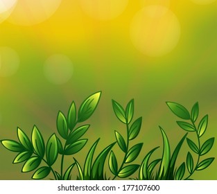 Illustration of the leafy plants