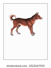 Illustration of a lean, reddish-brown dog with pointed ears and a curled tail on a plain background.