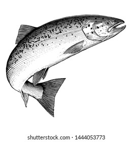 Illustration of an leaping Atlantic Salmon.