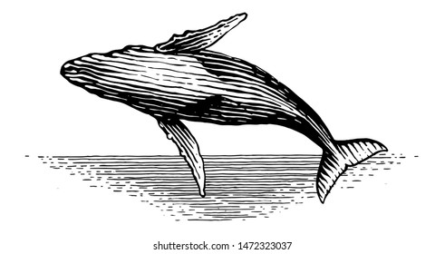 Illustration of a leaping Humpback whale