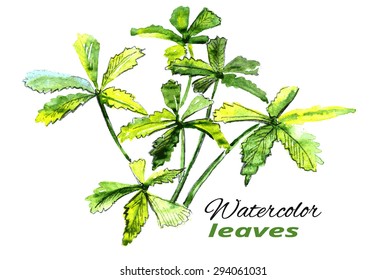 Illustration of a leaves