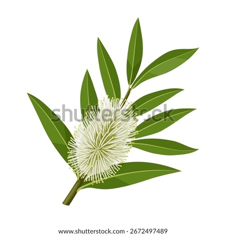 Illustration of leaves and flower tea tree or Melaleuca alternifolia, isolated on white background