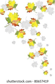 Illustration of leaves of a maple.