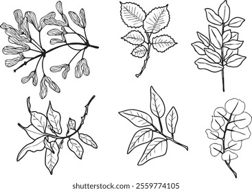 Illustration leaves plant branch vector black lines